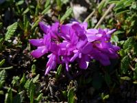 Violette Blüten - Jasper NP